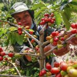 Kopi Sidikalang: Kopi Istimewa yang Berasal dari Ketinggian Sumatera Utara